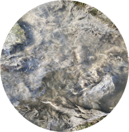 Grey feathery sewage fungus on a river bed