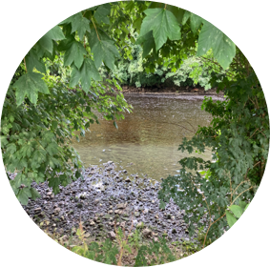 Cloudy or milky appearance in a river or stream