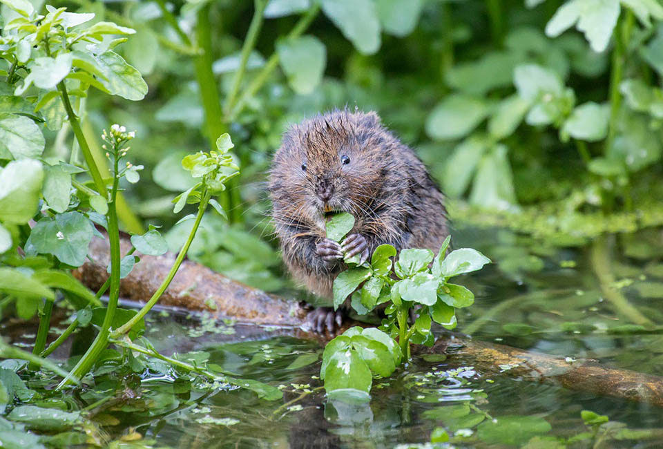 Water vole