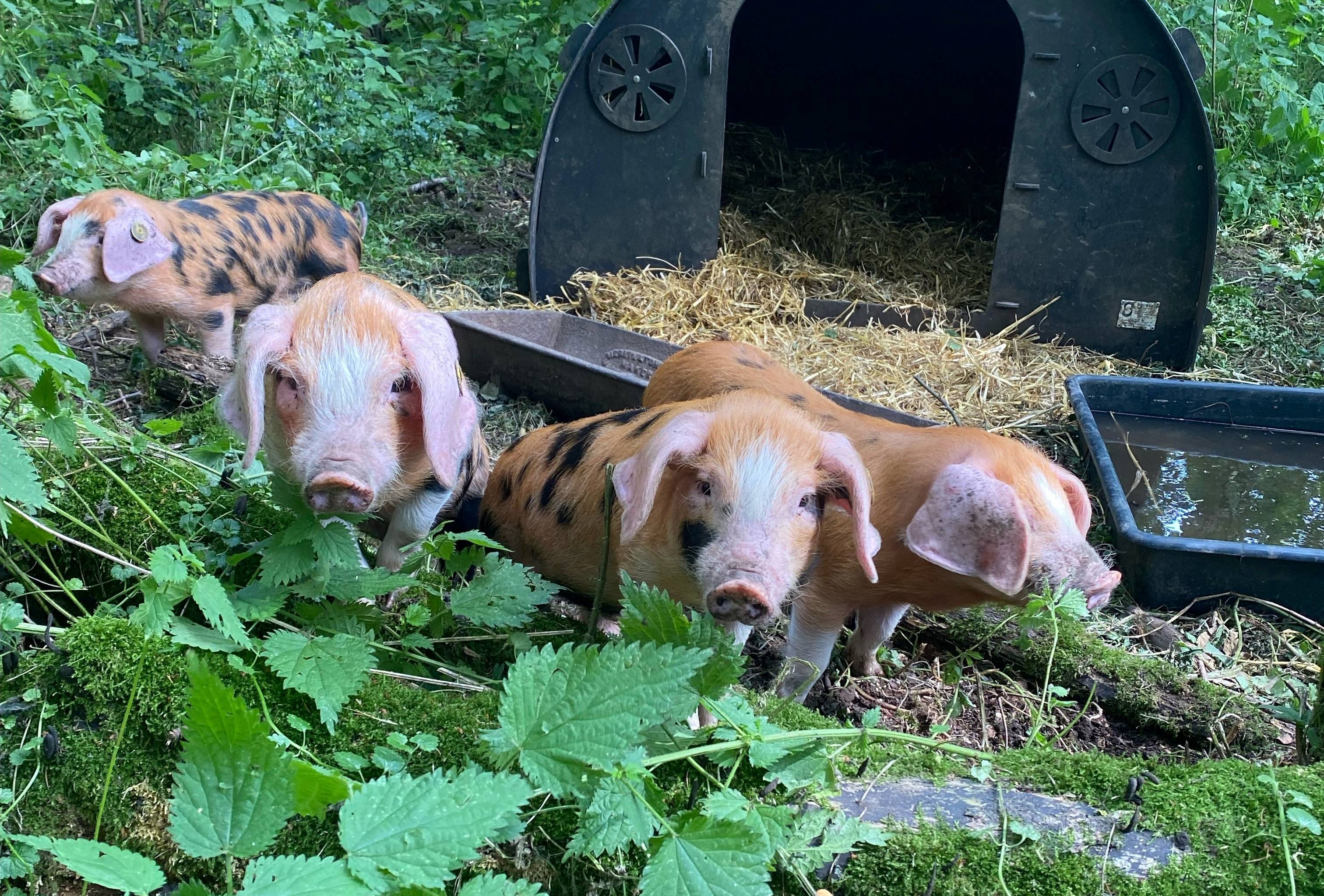 Piglets at Tophill Low