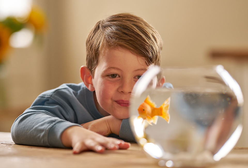 Boy looking at fish bowl