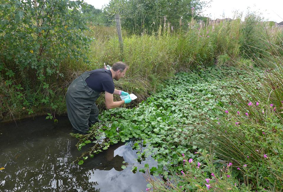 Weevils are releases into Yorkshire watercourses