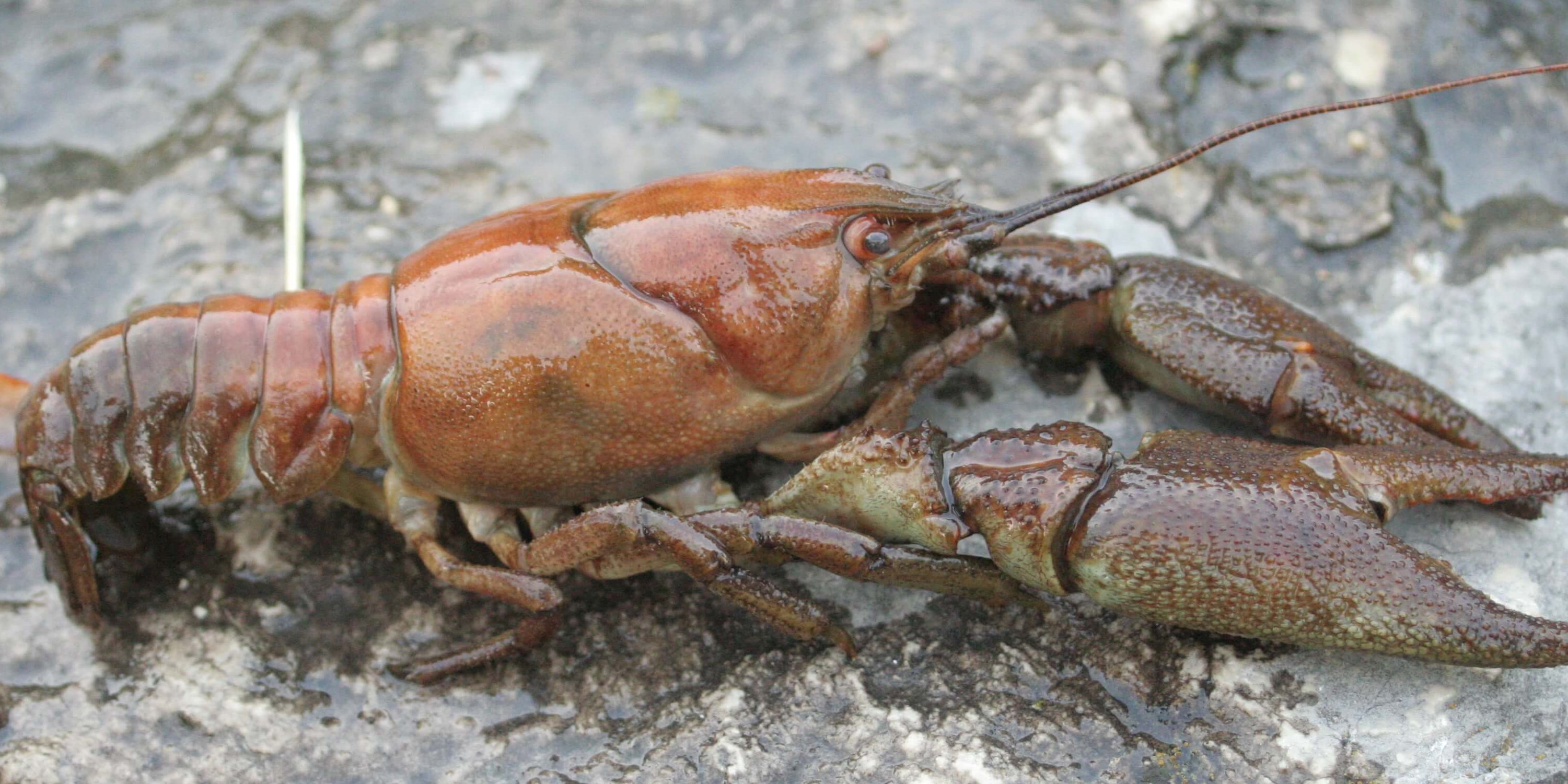 white clawed crayfish