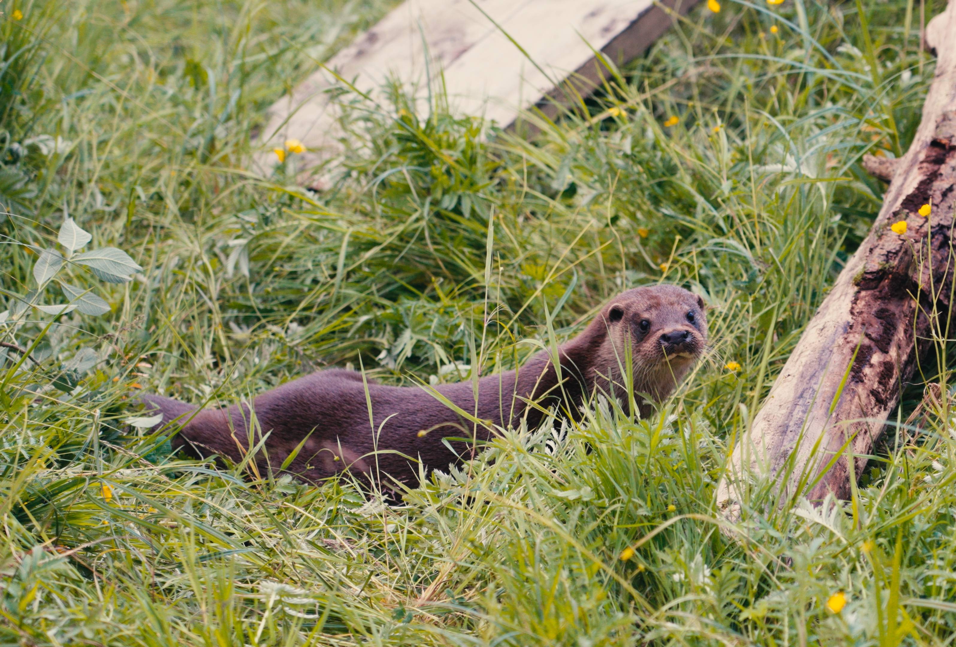 Otter in grass