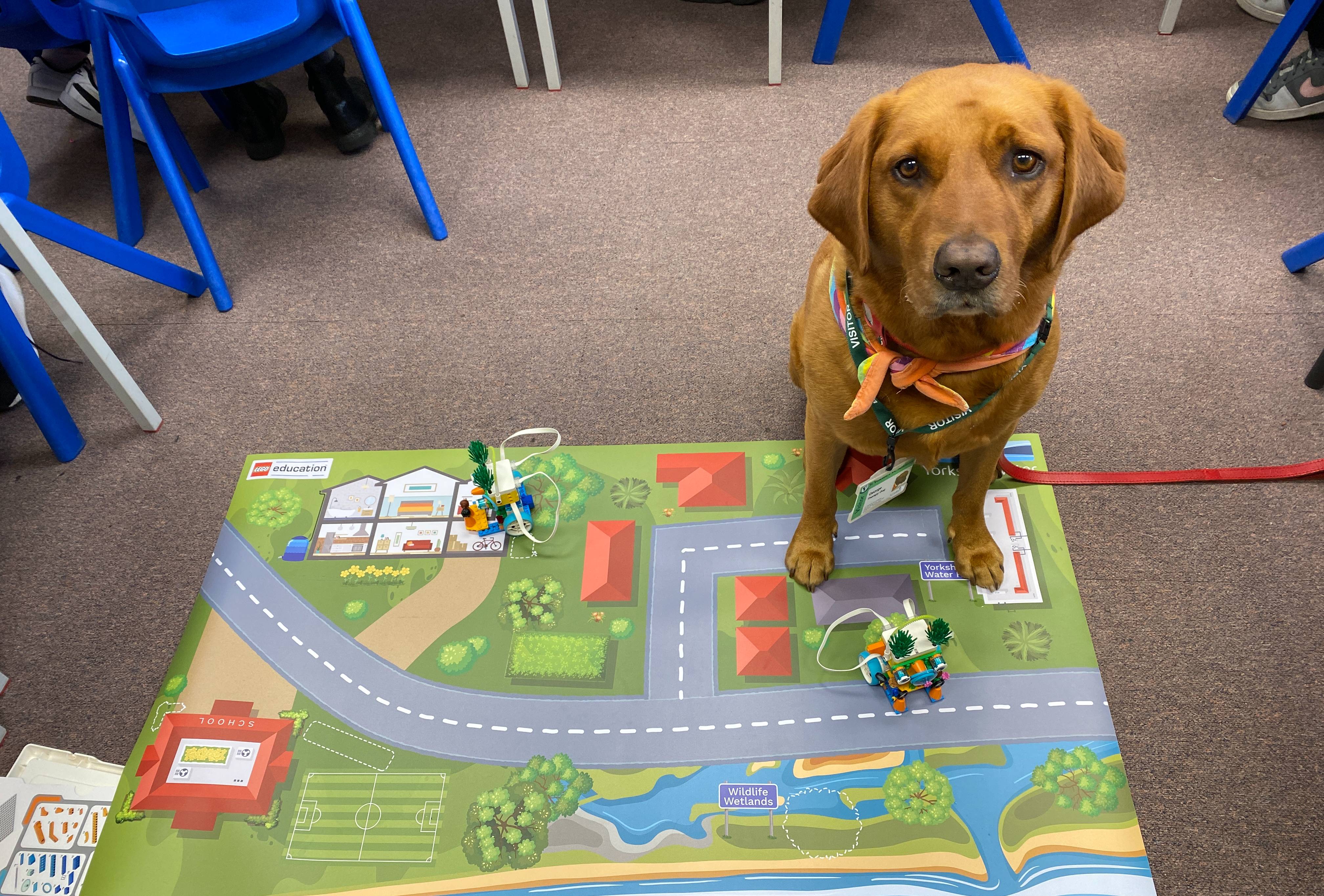 George, the schools therapy dog, joined in on the LEGO action