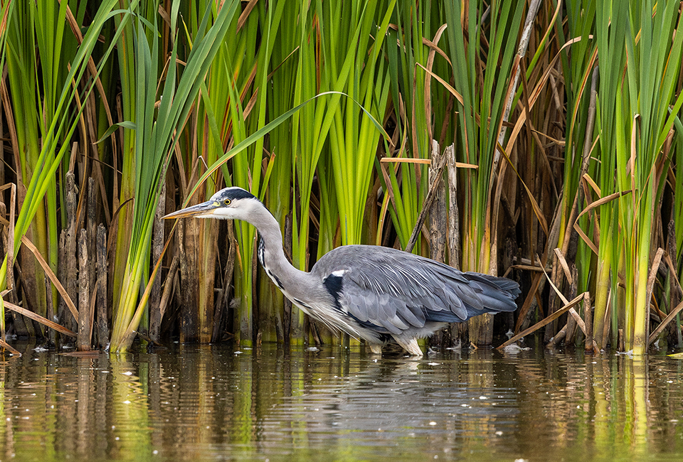 Heron