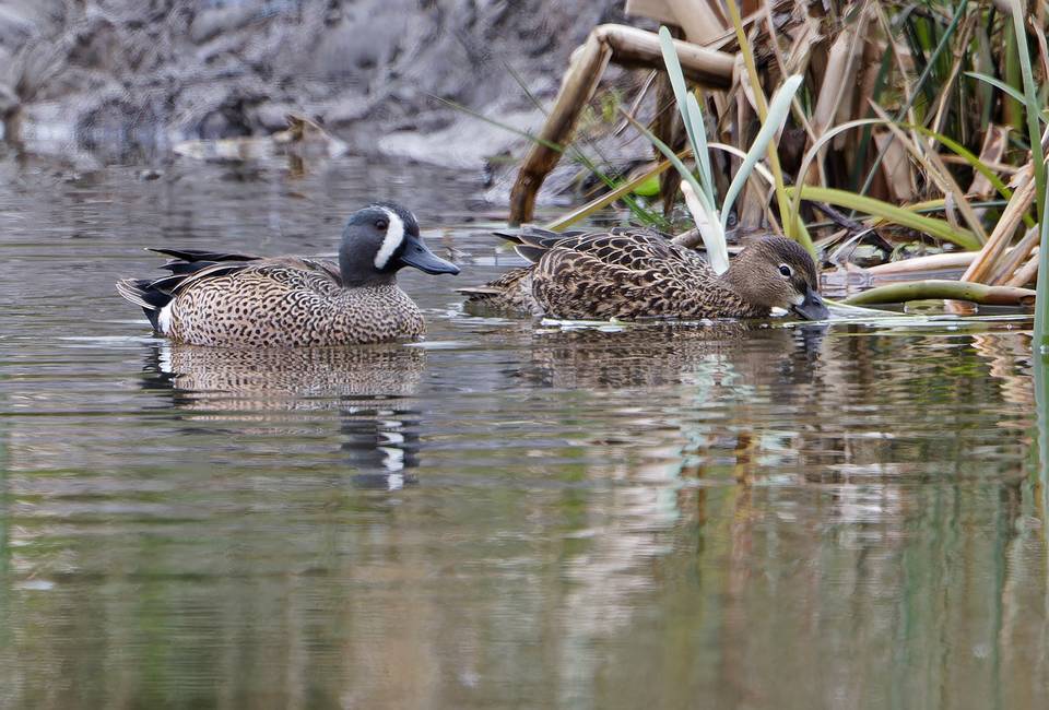 Pair of blue-winged teal at Tophill Low