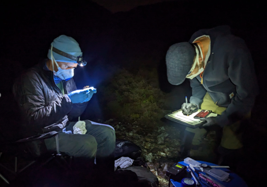 Two people in protective wear study bats close up at nighttime