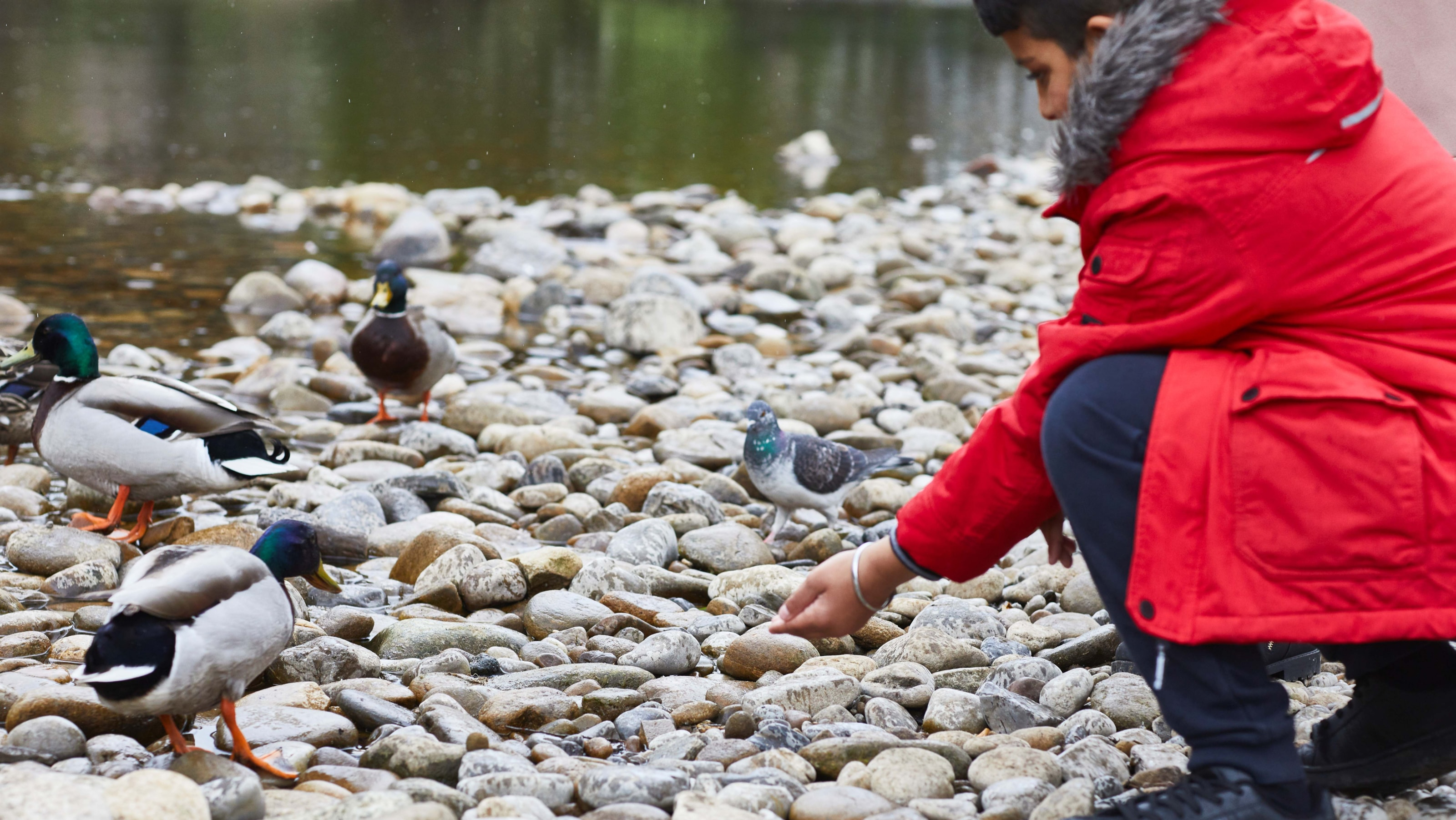 Boy feeding ducks on watercourse