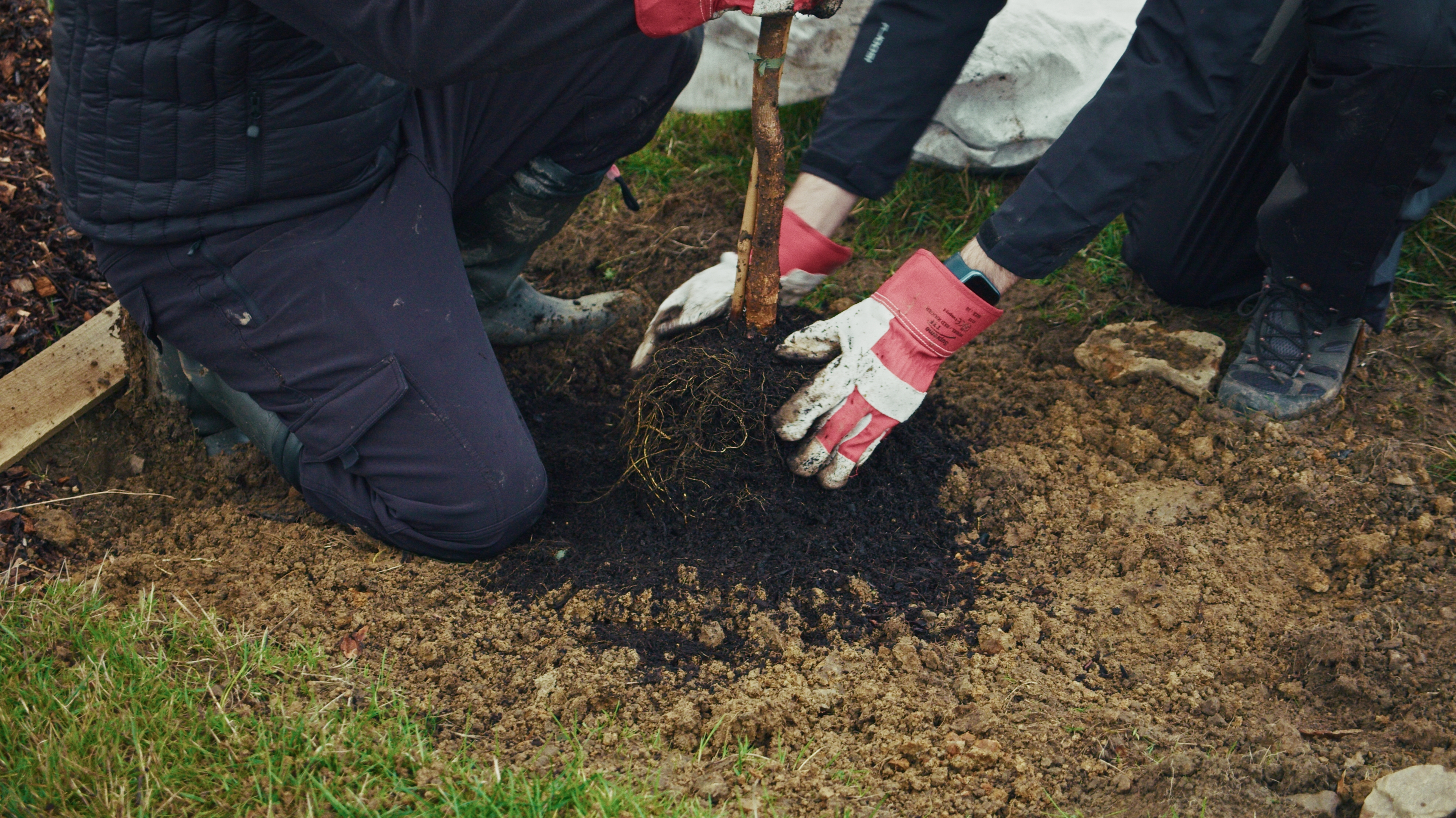 Yorkshire Water colleagues planting tree