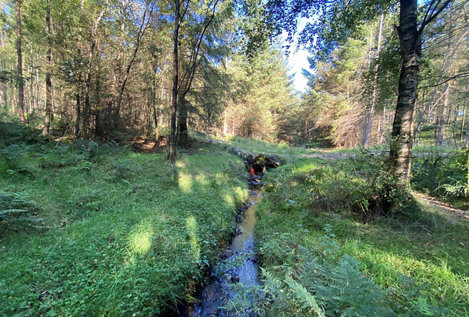 Woodland scene at Timble Ings woods in Nidderdale